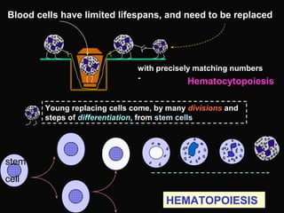 Blood cells have limited lifespans, and need to be replaced
with precisely matching numbers
-
Young replacing cells come, by many divisions and
steps of differentiation, from stem cells
stem
cell
Hematocytopoiesis
HEMATOPOIESIS
 
