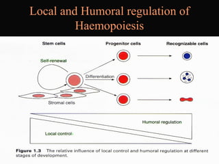 Local and Humoral regulation of
Haemopoiesis
 