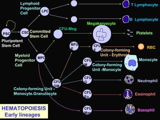 Basophil
Eosinophil
RBC
Neutrophil
T Lymphocyte
Monocyte
Platelets
B Lymphocyte
Pluripotent
Stem Cell
Committed
Stem Cell
CFU-Meg
Megakaryocyte
Lymphoid
Progenitor
Cell
CSCPSC
LPC
MPC
Myeloid
Progenitor
Cell
BFU-
E
CFU-
E Colony-forming
Unit - Erythroid
CFU-
M Colony-forming
Unit -Monocyte
Colony-forming Unit -
Monocyte.Granulocyte
CFU-
GM
CFU-
G
CFU-
Eo
CFU-
Mast
HEMATOPOIESIS
Early lineages
 