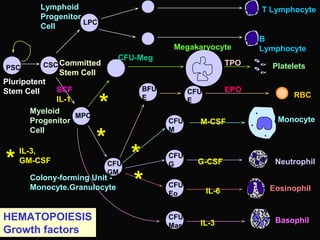 Basophil
Eosinophil
RBC
Neutrophil
T Lymphocyte
Monocyte
Platelets
B
Lymphocyte
Pluripotent
Stem Cell
Committed
Stem Cell
CFU-Meg
Megakaryocyte
Lymphoid
Progenitor
Cell
CSCPSC
LPC
MPC
Myeloid
Progenitor
Cell
BFU-
E
CFU-
E
CFU-
M
Colony-forming Unit -
Monocyte.Granulocyte
CFU-
GM
CFU-
G
CFU-
Eo
CFU-
Mast
HEMATOPOIESIS
Growth factors
M-CSF
IL-3,
GM-CSF*
*
*
G-CSF
IL-6
IL-3
SCF
IL-1
*
*
EPO
TPO
 