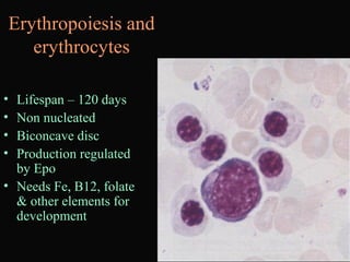 Erythropoiesis and
erythrocytes
• Lifespan – 120 days
• Non nucleated
• Biconcave disc
• Production regulated
by Epo
• Needs Fe, B12, folate
& other elements for
development
 
