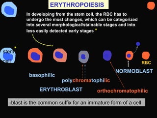 ERYTHROPOIESIS
In developing from the stem cell, the RBC has to
undergo the most changes, which can be categorized
into several morphological/stainable stages and into
less easily detected early stages *
ERYTHROBLAST
basophilic
polychromatophilic
stem
cell
orthochromatophilic
NORMOBLAST
RBC
*
-blast is the common suffix for an immature form of a cell
 