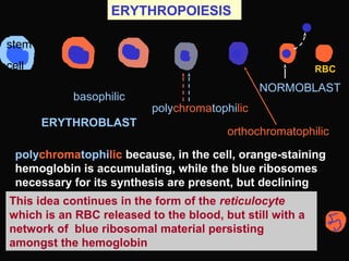 ERYTHROPOIESIS
ERYTHROBLAST
basophilic
polychromatophilic
stem
cell
orthochromatophilic
NORMOBLAST
RBC
polychromatophilic because, in the cell, orange-staining
hemoglobin is accumulating, while the blue ribosomes
necessary for its synthesis are present, but declining
This idea continues in the form of the reticulocyte
which is an RBC released to the blood, but still with a
network of blue ribosomal material persisting
amongst the hemoglobin
 