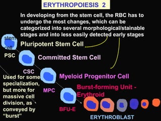 ERYTHROPOIESIS 2
In developing from the stem cell, the RBC has to
undergo the most changes, which can be
categorized into several morphological/stainable
stages and into less easily detected early stages
stem
cell
ERYTHROBLAST
PSC
CSC
MPC
BFU-E
Pluripotent Stem Cell
Committed Stem Cell
Myeloid Progenitor Cell
Burst-forming Unit -
Erythroid
Used for some
specialization,
but more for
massive cell
division, as
conveyed by
“burst”
 