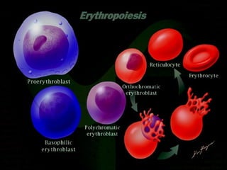 Haemopoiesis