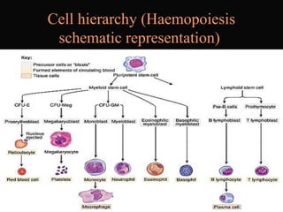 Cell hierarchy (Haemopoiesis
schematic representation)
 