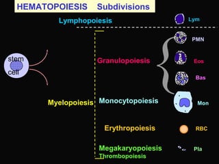 HEMATOPOIESIS Subdivisions
stem
cell
Myelopoiesis
PMN
Bas
Lym
Mon
Eos
Pla
RBC
Lymphopoiesis
Granulopoiesis
Monocytopoiesis
Erythropoiesis
Megakaryopoiesis
Thrombopoiesis
{
 