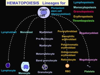stem
cell
HEMATOPOIESIS Lineages for
Granulocyte
Lymphocyte
Monocyte
PlateletsRBC
Lymphopoiesis
Granulopoiesis
Monocytopoiesis
Erythropoiesis
Thrombopoiesis
Lymphoblast Monoblast Myeloblast
Myelocyte
Metamylelocyte
Band granulocyte
Pro-Myelocyte
Reticulocyte
Pro-erythroblast
Basophilic
erythroblast
Orthocromatic
erythroblast
Polychromatic
erythroblast
Megakaryoblast
Megakaryocyte
Pluripotent
stem cell
(Hemocytoblast)
 