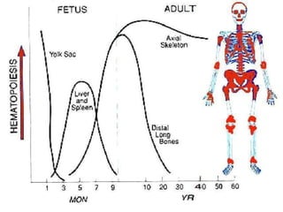 Haemopoiesis