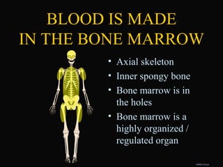 DMM00_B3.ppt
• Axial skeleton
• Inner spongy bone
• Bone marrow is in
the holes
• Bone marrow is a
highly organized /
regulated organ
BLOOD IS MADE
IN THE BONE MARROW
 
