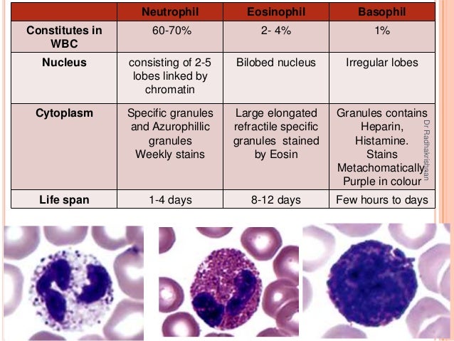 Haemopoisis and Histology of Bone Marrow