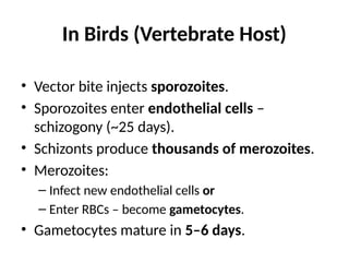 Bird Rbcs Haemoproteus HaemoproteusHaemoproteus.pptx