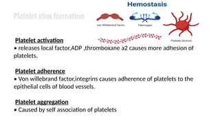 Platelet plug formation
Platelet activation
• releases local factor,ADP ,thromboxane a2 causes more adhesion of
platelets.
Platelet adherence
• Von willebrand factor,integrins causes adherence of platelets to the
epithelial cells of blood vessels.
Platelet aggregation
• Caused by self association of platelets
 