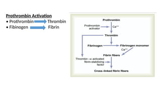 Prothrombin Activation
• Prothrombin Thrombin
• Fibinogen Fibrin
 