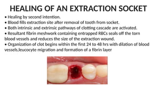 HEALING OF AN EXTRACTION SOCKET
• Healing by second intention.
• Blood fills extraction site after removal of tooth from socket.
• Both intrinsic and extrinsic pathways of clotting cascade are activated.
• Resultant fibrin meshwork containing entrapped RBCs seals off the torn
blood vessels and reduces the size of the extraction wound.
• Organization of clot begins within the first 24 to 48 hrs with dilation of blood
vessels,leucocyte migration and formation of a fibrin layer
 