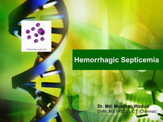 Hemorrhagic Septicemia
Dr. Md. Mushtaq Wadud
DVM, MS (HSTU), CT (Chennai)
 
