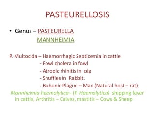 PASTEURELLOSIS
• Genus – PASTEURELLA
MANNHEIMIA
P. Multocida – Haemorrhagic Septicemia in cattle
- Fowl cholera in fowl
- Atropic rhinitis in pig
- Snuffles in Rabbit.
- Bubonic Plague – Man (Natural host – rat)
Mannheimia haemolytica– (P. Haemolytica) shipping fever
in cattle, Arthritis – Calves, mastitis – Cows & Sheep
 