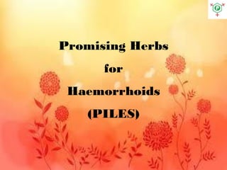 Promising Herbs
for
Haemorrhoids
(PILES)
 