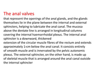 The anal valves
that represent the openings of the anal glands, and the glands
themselves lie in the plane between the internal and external
sphincters, helping to lubricate the anal canal. The mucosa
above the dentate line is arranged in longitudinal columns
covering the internal haemorrhoidal plexus. The internal anal
sphincter is a downward, thickened
extension of the circular muscle fibres of the rectum and extends
approximately 1›cm below the anal canal. It consists entirely
of smooth muscle and is innervated by the pelvic autonomic
plexus. The external sphincter, on the other hand, is made up
of skeletal muscle that is arranged around the anal canal outside
the internal sphincter
 