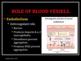 ROLE OF BLOOD VESSELS.
 Endothelium
 Anticoagulant role.
 Barrier.
 Produces heparin & α-2
macroglobulin.
 Smoothness...