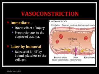 VASOCONSTRICTION
 Immediate –
 Direct effect of injury
 Proportionate to the
degree of trauma.
 Later by humoral
 Rel...