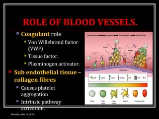 ROLE OF BLOOD VESSELS.
 Coagulant role
 Von Willebrand factor
(VWF)
 Tissue factor.
 Plasminogen activator.
 Sub endo...