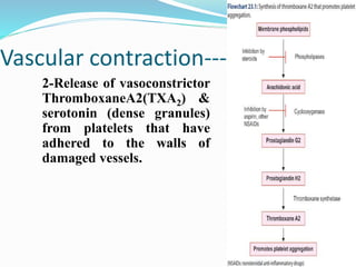 Vascular contraction-----
2-Release of vasoconstrictor
ThromboxaneA2(TXA2) &
serotonin (dense granules)
from platelets that have
adhered to the walls of
damaged vessels.
 
