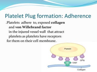 Platelet Plug formation: Adherence
.Platelets adhere to, exposed collagen
and von Willebrand factor
in the injured vessel wall that attract
platelets as platelets have receptors
for them on their cell membrane.
 