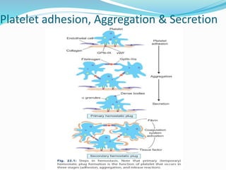 Platelet adhesion, Aggregation & Secretion
 
