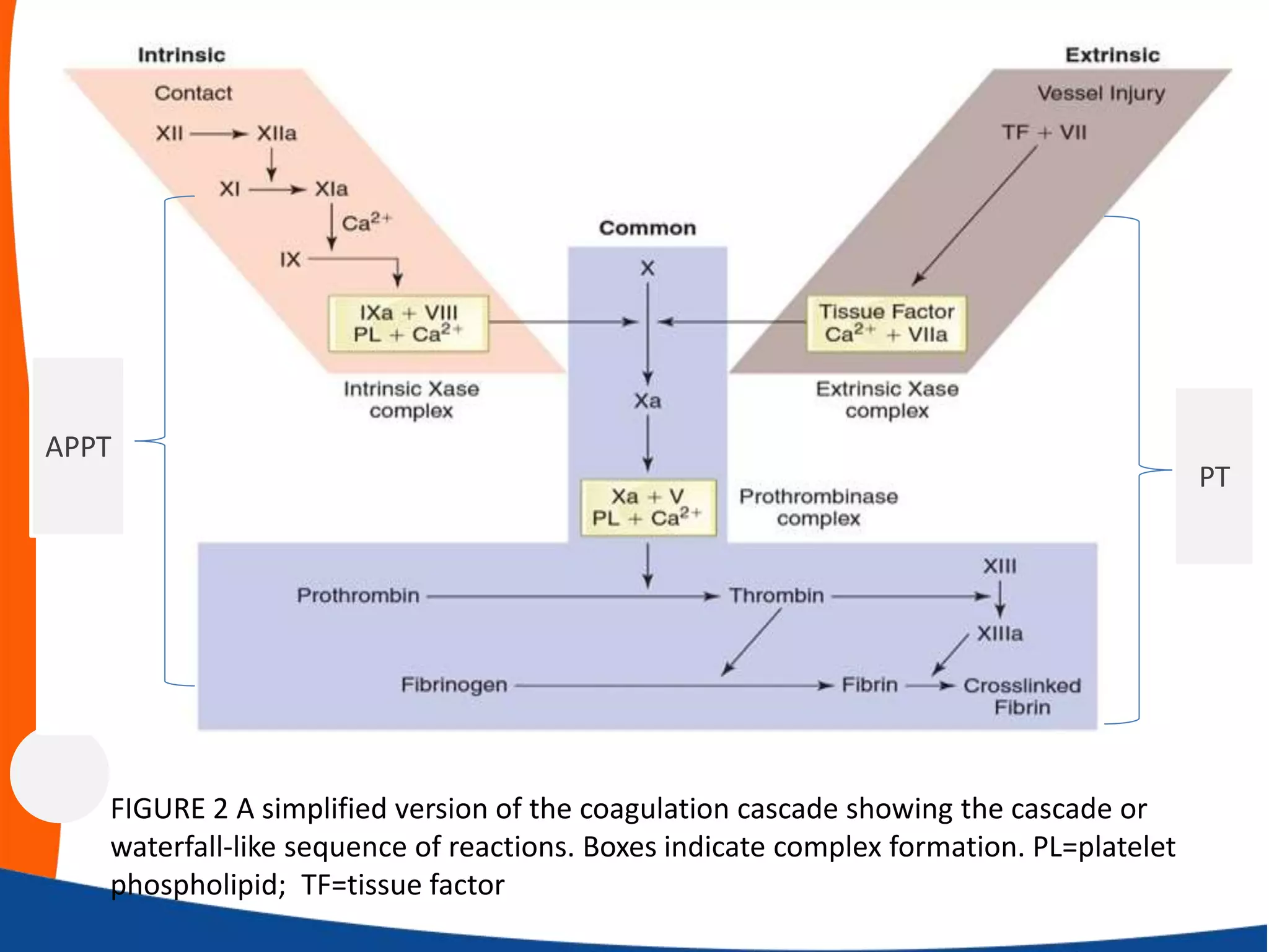 FIGURE 2 A simplified version of the coagulation cascade showing the cascade or
waterfall-like sequence of reactions. Boxes indicate complex formation. PL=platelet
phospholipid; TF=tissue factor
PT
APPT
 