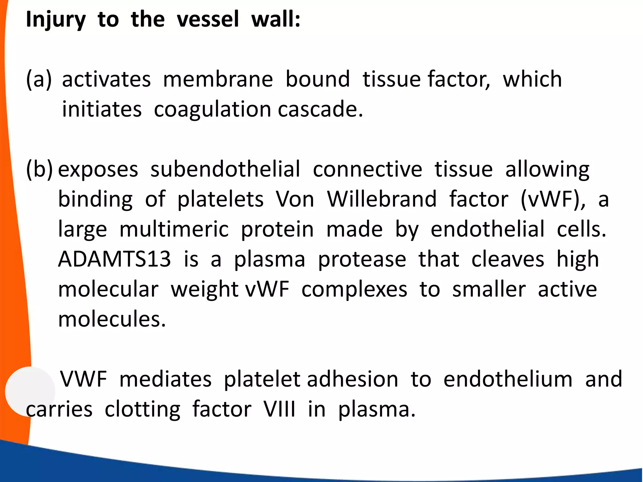 Injury to the vessel wall:
(a) activates membrane bound tissue factor, which
initiates coagulation cascade.
(b) exposes subendothelial connective tissue allowing
binding of platelets Von Willebrand factor (vWF), a
large multimeric protein made by endothelial cells.
ADAMTS13 is a plasma protease that cleaves high
molecular weight vWF complexes to smaller active
molecules.
VWF mediates platelet adhesion to endothelium and
carries clotting factor VIII in plasma.
 