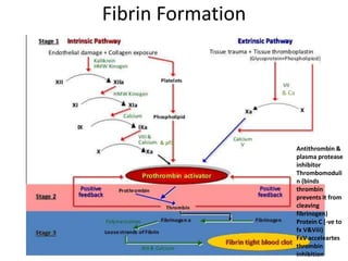 Fibrin Formation
& pf3
& Ca
Antithrombin &
plasma protease
inhibitor
Thrombomoduli
n (binds
thrombin
prevents it from
cleaving
fibrinogen)
Protein C (-ve to
fx V&Viii)
FxV acceleartes
thrombin
inhibition
 