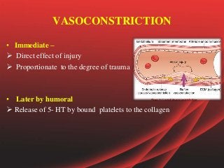 VASOCONSTRICTION
• Immediate –
 Direct effect of injury
 Proportionate to the degree of trauma
• Later by humoral
 Release of 5- HT by bound platelets to the collagen
 