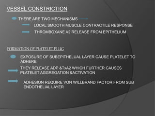 VESSEL CONSTRICTION
THERE ARE TWO MECHANISMS
LOCAL SMOOTH MUSCLE CONTRACTILE RESPONSE
THROMBOXANE A2 RELEASE FROM EPITHELIUM
FORMATION OF PLATELET PLUG
EXPOSURE OF SUBEPITHELUAL LAYER CAUSE PLATELET TO
ADHERE
THEY RELEASE ADP &TxA2 WHICH FURTHER CAUSES
PLATELET AGGREGATION &ACTIVATION
ADHESION REQUIRE VON WILLBRAND FACTOR FROM SUB
ENDOTHELIAL LAYER
 