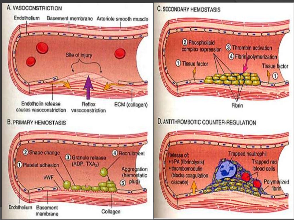 Haemostatic agent used in dentistry to control bleeding