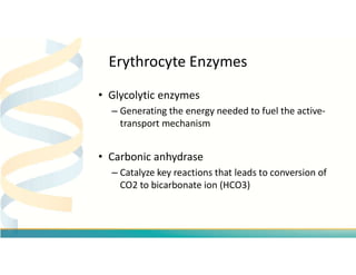 Erythrocyte Enzymes
• Glycolytic enzymes
– Generating the energy needed to fuel the active-
transport mechanism
• Carbonic...