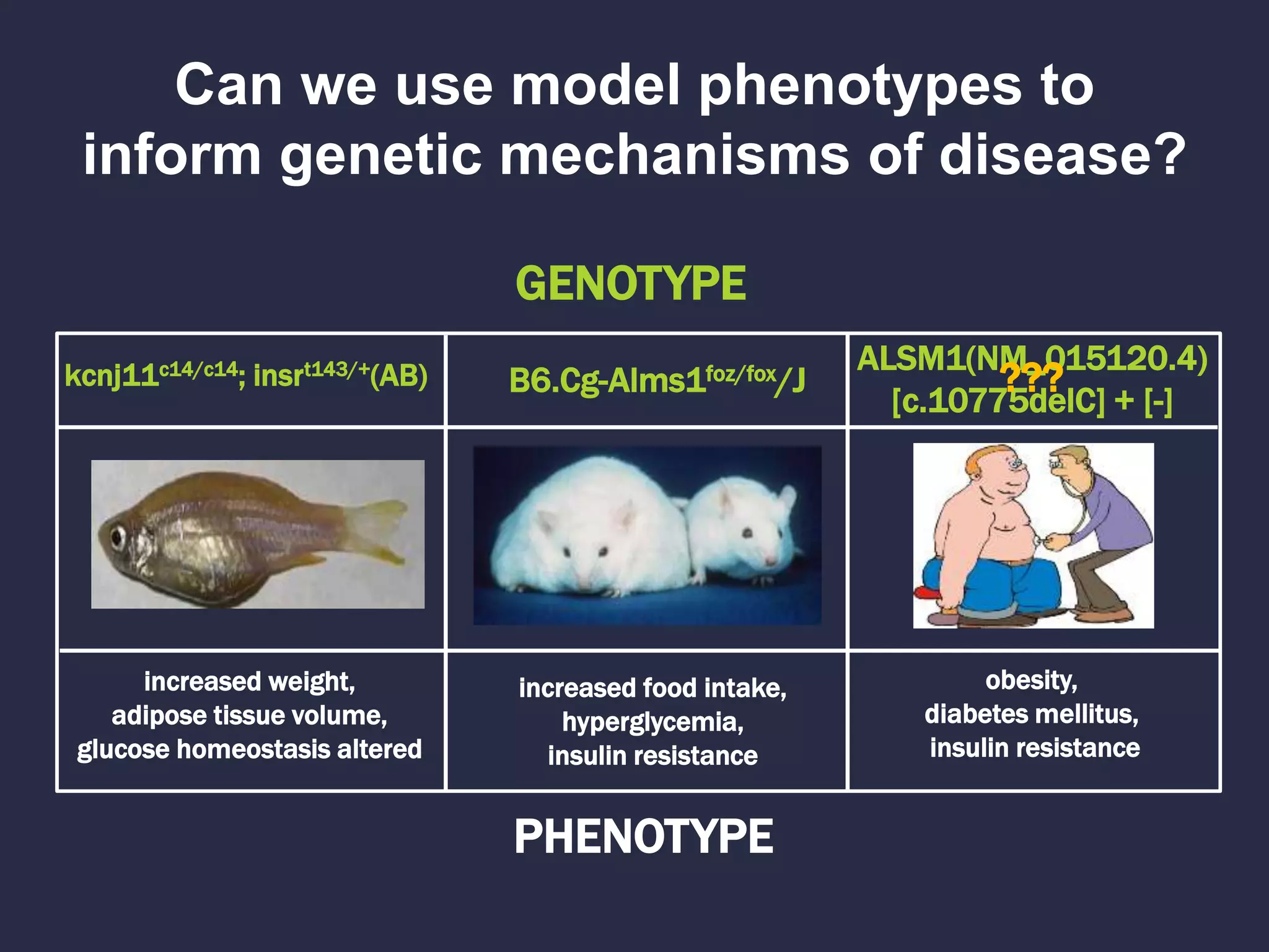 B6.Cg-Alms1foz/fox/J
increased weight,
adipose tissue volume,
glucose homeostasis altered
ALSM1(NM_015120.4)
[c.10775delC] + [-]
GENOTYPE
PHENOTYPE
obesity,
diabetes mellitus,
insulin resistance
increased food intake,
hyperglycemia,
insulin resistance
kcnj11c14/c14; insrt143/+(AB)
Can we use model phenotypes to
inform genetic mechanisms of disease?
???
 
