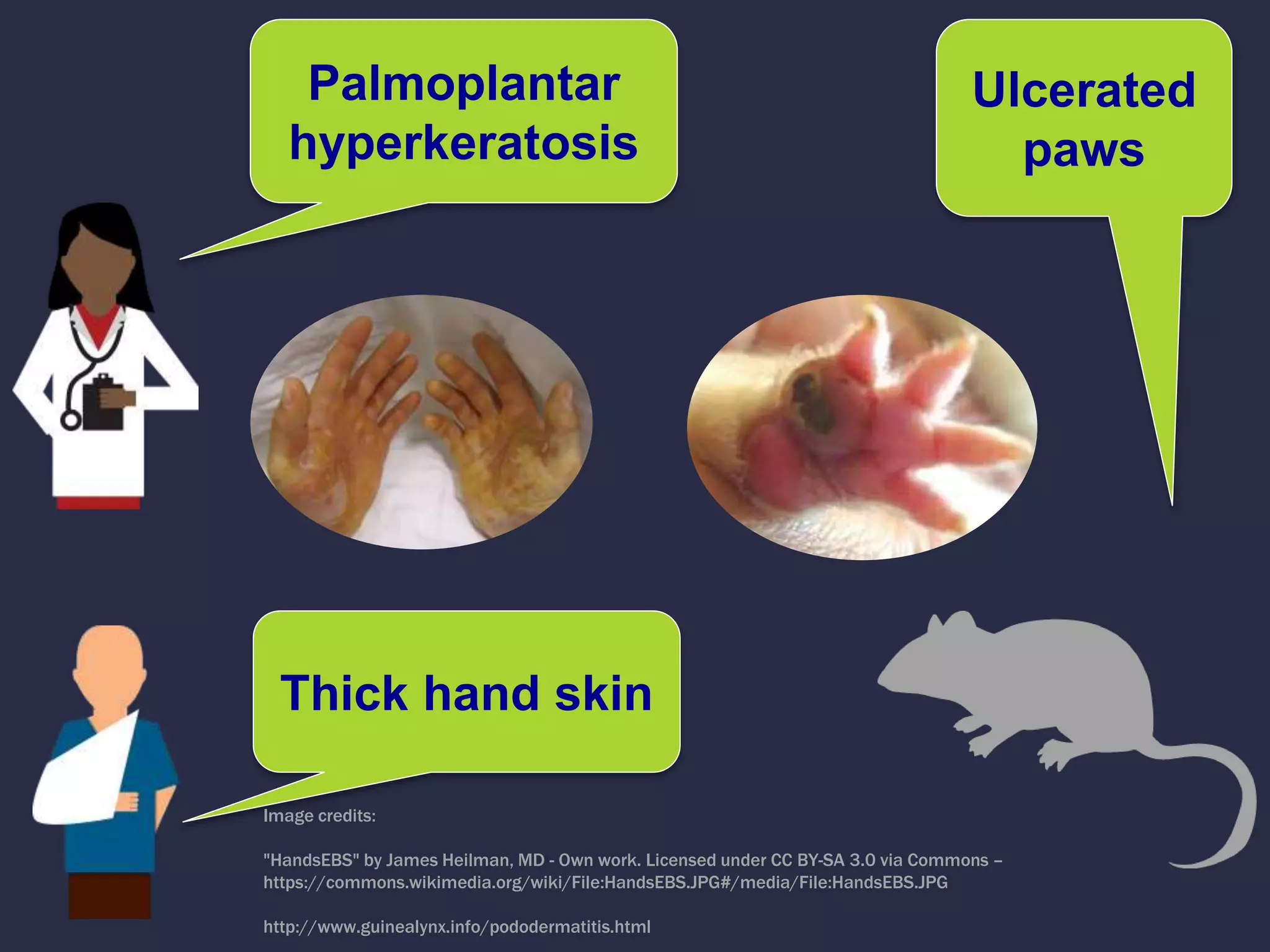 Ulcerated
paws
Palmoplantar
hyperkeratosis
Thick hand skin
Image credits:
"HandsEBS" by James Heilman, MD - Own work. Licensed under CC BY-SA 3.0 via Commons –
https://commons.wikimedia.org/wiki/File:HandsEBS.JPG#/media/File:HandsEBS.JPG
http://www.guinealynx.info/pododermatitis.html
 