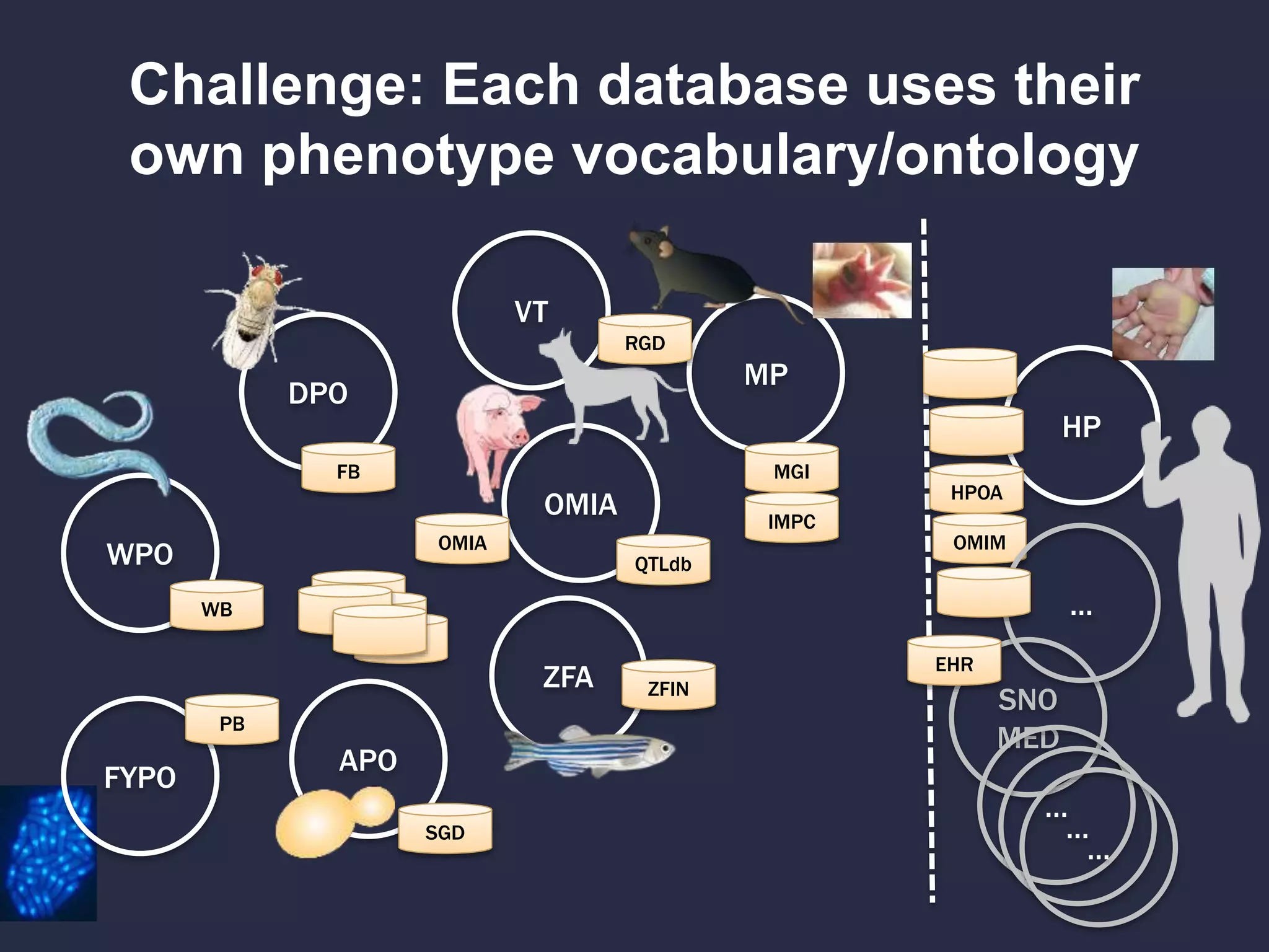 Challenge: Each database uses their
own phenotype vocabulary/ontology
ZFA
MP
DPO
WPO
HP
OMIA
VT
FYPO
APO
SNO
MED
…
…
…
WB
PB
FB
OMIA
MGI
RGD
ZFIN
SGD
HPOA
EHR
IMPC
OMIM
…
QTLdb
 