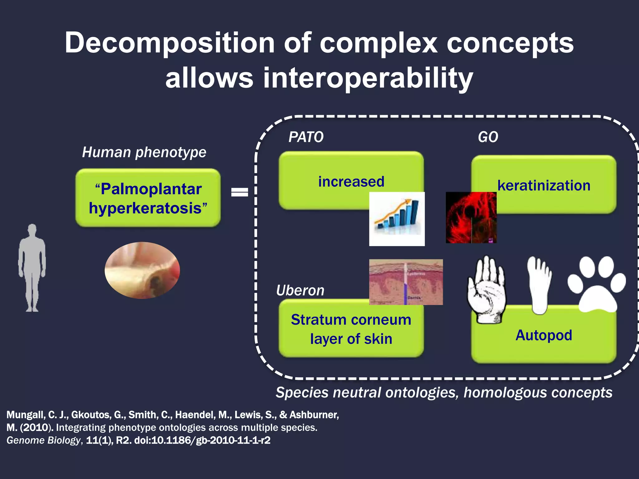 Decomposition of complex concepts
allows interoperability
Mungall, C. J., Gkoutos, G., Smith, C., Haendel, M., Lewis, S., & Ashburner,
M. (2010). Integrating phenotype ontologies across multiple species.
Genome Biology, 11(1), R2. doi:10.1186/gb-2010-11-1-r2
“Palmoplantar
hyperkeratosis”
increased
Stratum corneum
layer of skin
=
Human phenotype
PATO
Uberon
Species neutral ontologies, homologous concepts
Autopod
keratinization
GO
 