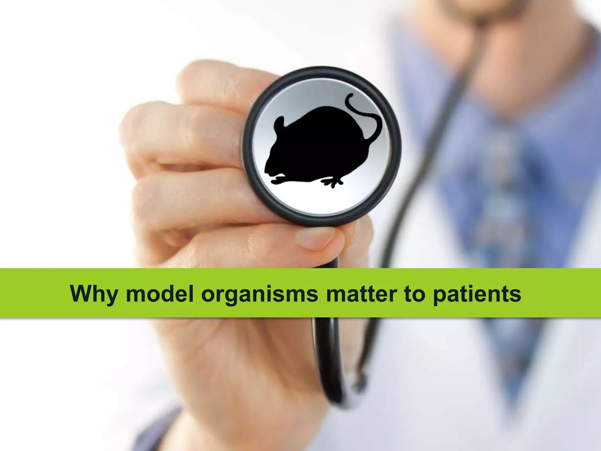Why model organisms matter to patients
 