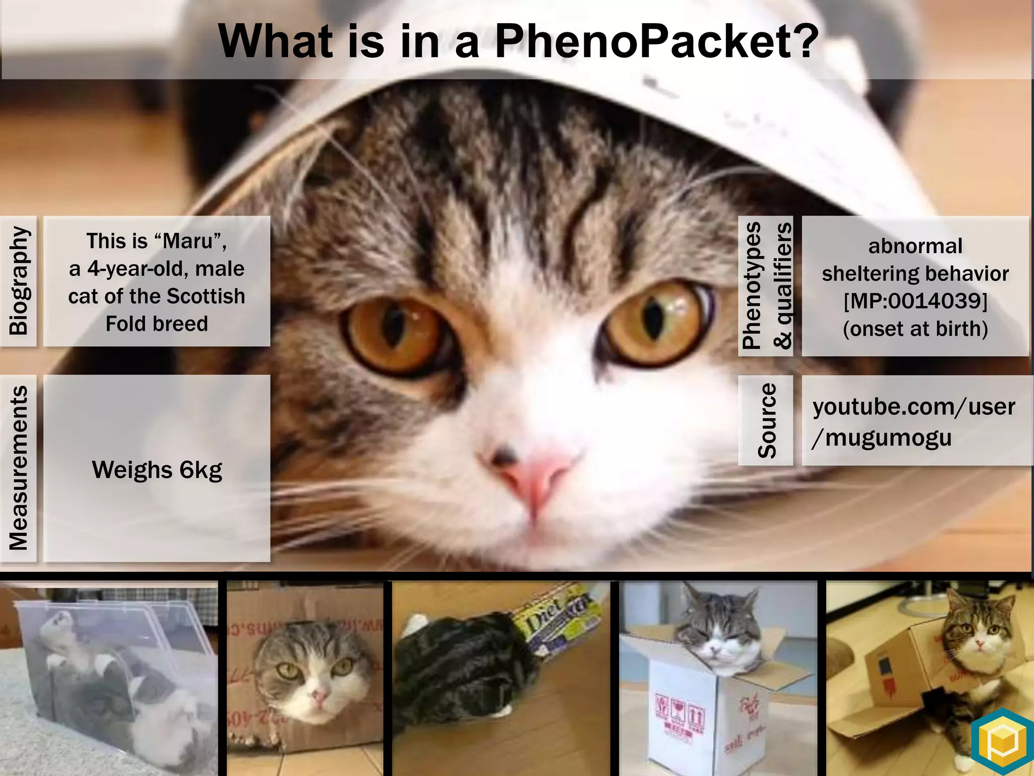 What is in a PhenoPacket?
This is “Maru”,
a 4-year-old, male
cat of the Scottish
Fold breed
abnormal
sheltering behavior
[MP:0014039]
(onset at birth)
Biography
Phenotypes
&qualifiers
youtube.com/user
/mugumogu
Weighs 6kg
Measurements
Source
 