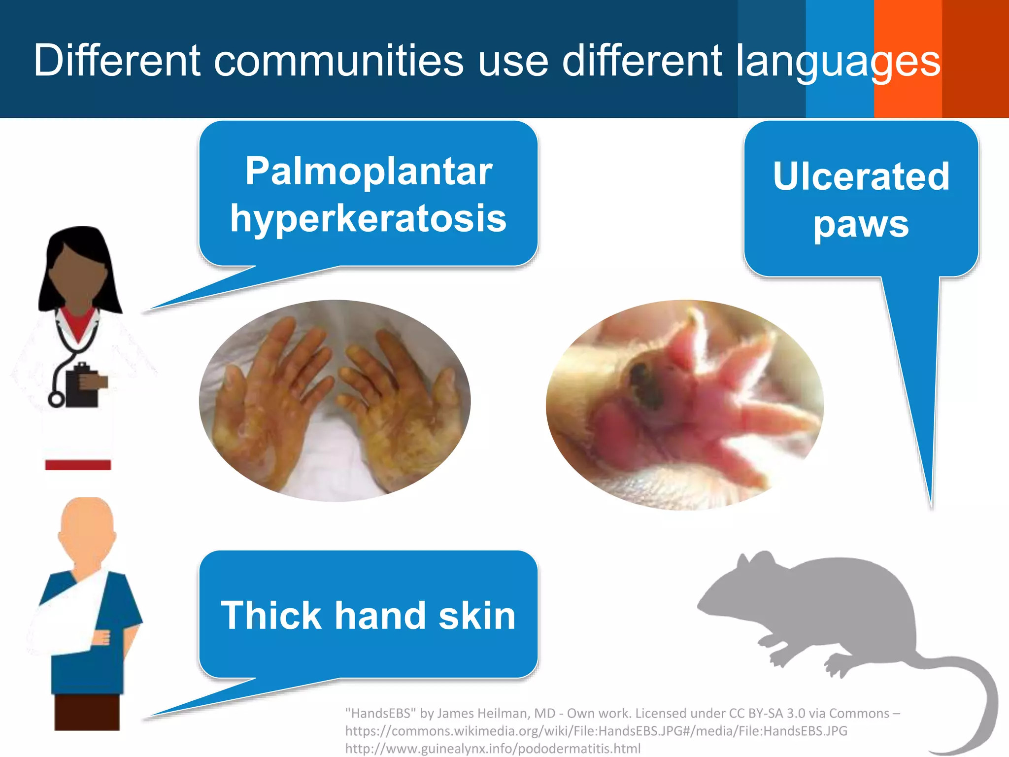 Ulcerated
paws
Palmoplantar
hyperkeratosis
Thick hand skin
"HandsEBS" by James Heilman, MD - Own work. Licensed under CC BY-SA 3.0 via Commons –
https://commons.wikimedia.org/wiki/File:HandsEBS.JPG#/media/File:HandsEBS.JPG
http://www.guinealynx.info/pododermatitis.html
Different communities use different languages
 
