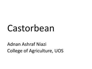 Castorbean
Adnan Ashraf Niazi
College of Agriculture, UOS
 