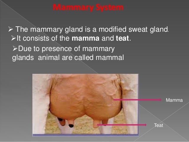 Mammary System Milk Synthesis Milk Let Down Milking - 