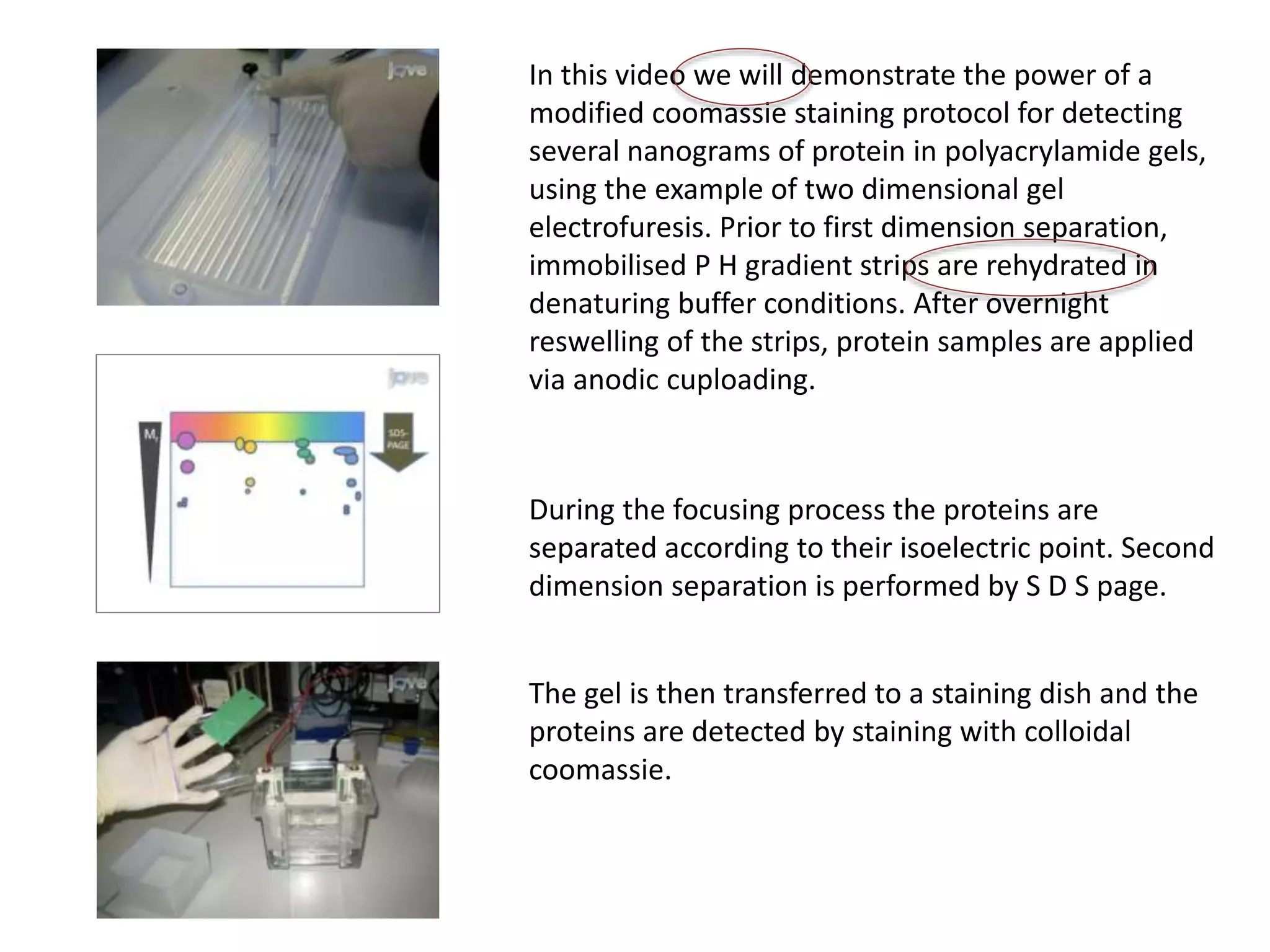 The gel is then transferred to a staining dish and the
proteins are detected by staining with colloidal
coomassie.
During the focusing process the proteins are
separated according to their isoelectric point. Second
dimension separation is performed by S D S page.
In this video we will demonstrate the power of a
modified coomassie staining protocol for detecting
several nanograms of protein in polyacrylamide gels,
using the example of two dimensional gel
electrofuresis. Prior to first dimension separation,
immobilised P H gradient strips are rehydrated in
denaturing buffer conditions. After overnight
reswelling of the strips, protein samples are applied
via anodic cuploading.
 