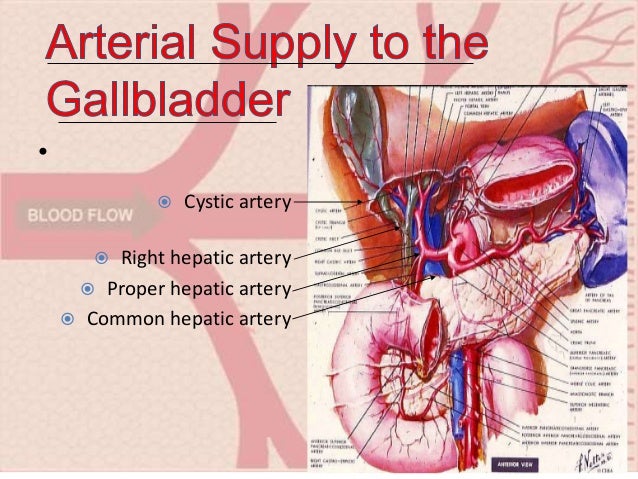 gall bladder pancreas