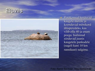 Eluviis
• Pesakonnad hoiduvad
kaugele merele ja
koonduvad mõnikord
ühisperedeks, kus
võib olla 40 ja enam
poega. Isalinnud
siirduvad juunis
kaugetele pankadele
(sageli kuni 10 km
rannikust) sulgima.

Foto: Remo Savisaar, blog.moment.ee

 