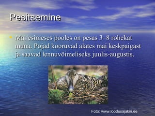 Pesitsemine
• Mai esimeses pooles on pesas 3–8 rohekat
muna. Pojad kooruvad alates mai keskpaigast
ja saavad lennuvõimeliseks juulis-augustis.

Foto: www.loodusajakiri.ee 

 