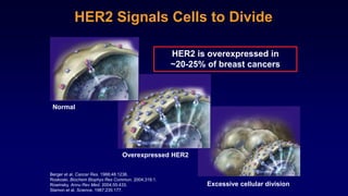 Normal
Overexpressed HER2
Excessive cellular division
HER2 Signals Cells to Divide
Berger et al. Cancer Res. 1988;48:1238.
Roskoski. Biochem Biophys Res Commun. 2004;319:1.
Rowinsky. Annu Rev Med. 2004;55:433.
Slamon et al. Science. 1987;235:177.
HER2 is overexpressed in
~20-25% of breast cancers
 